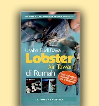 Usaha Budi Daya Lobster air tawar di rumah